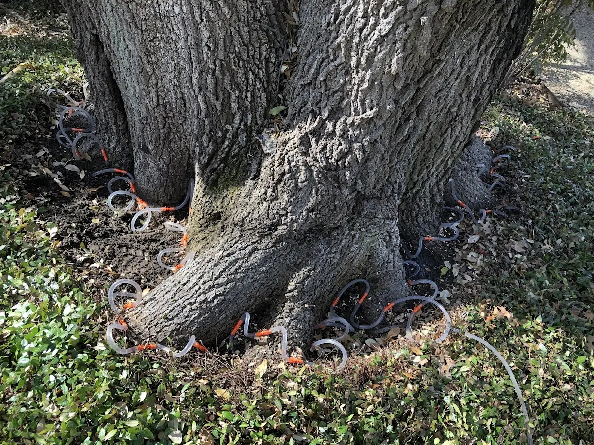 Detailed Tree Cabling and Bracing job site in Swepsonville